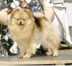 Pomhaven's Coco Chanel