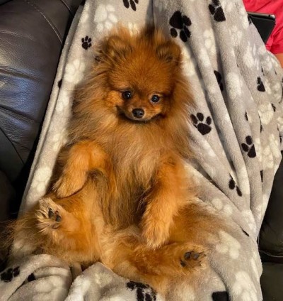 Wolfie is owned and loved by the Silhouette Poms' favorite veterinarian and her family.