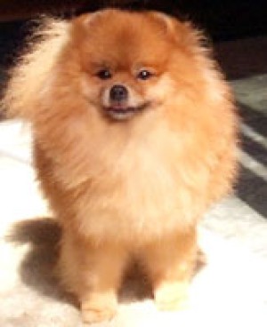 Acewin Prisoner of Azkaran