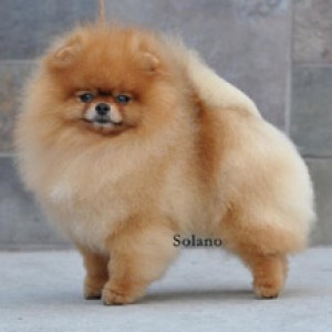 CR Simply Irresistible