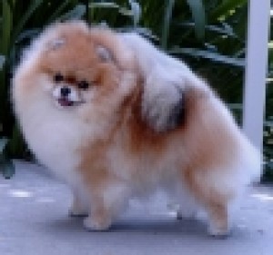 Bachman's Precious Jewel