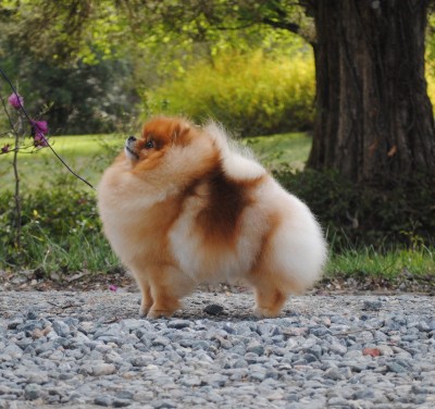 Skippy at 2 1/2 years old