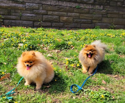 Mika and Waki are both Silhouette pups who live in NYC!