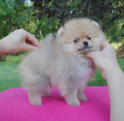 Rhaenyra 8 wks