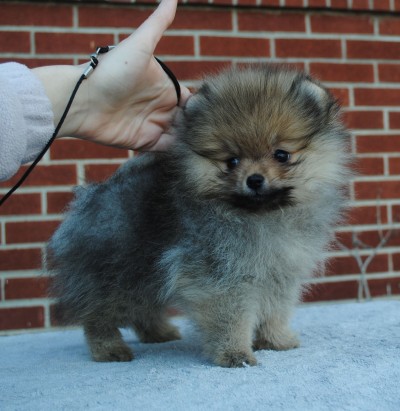 Lily 9 wks old