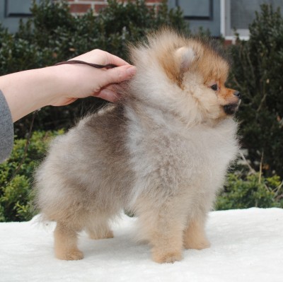 Lily at 12 wks old