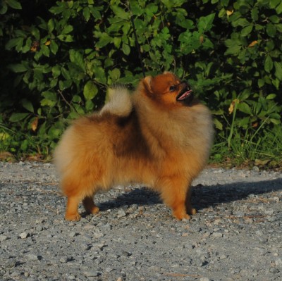 Shortcake at 8mos old