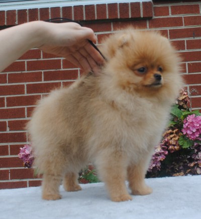 Kassidy at 12 wks old