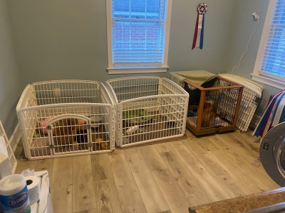 In the house, the puppy play room is for older puppies who are close to or past weaning.