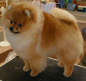 Heartland's Too Tough To Top