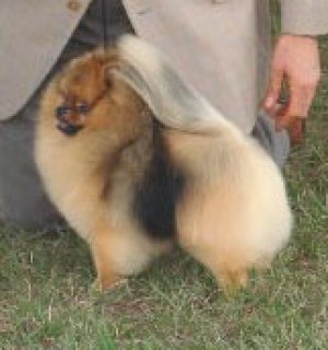 Starfire's Here Comes Trouble