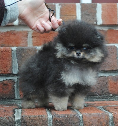 Lacey at 11 wks