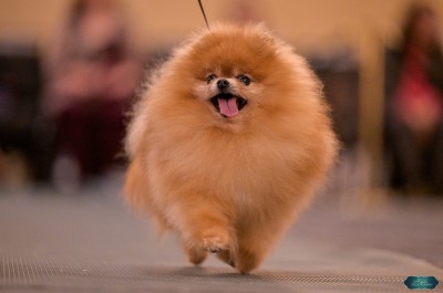 Jorah in the ring at the 2025 APC Naitonal Specialty at 12 years old