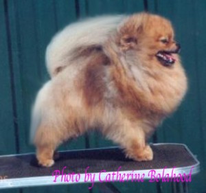 Diogenoir Smoke and Mirrors