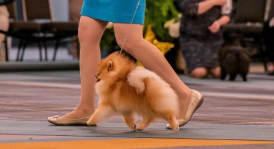 Halsin at the 2025 APC National Specialty