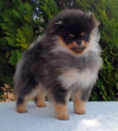 Lacey at 4mos old