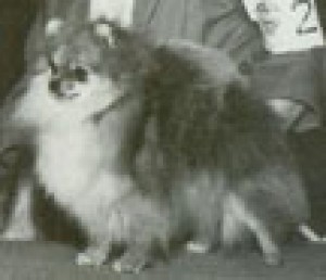 Puf-Pride Taunt'g Tiara