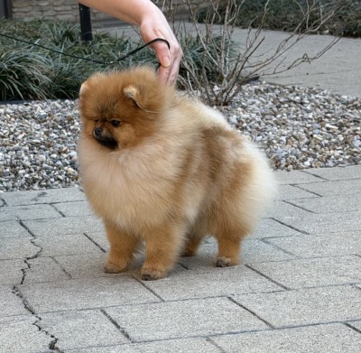Scotty at 9mos old