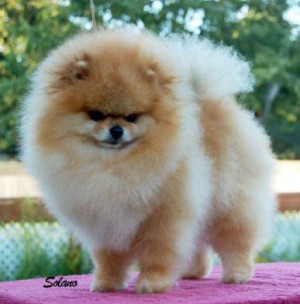 island's Hangin With The Band