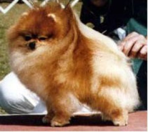 Great Elms Prince Charming II