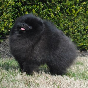 Silhouette's Shadowboxer