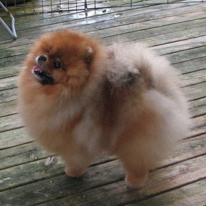 Damascusroad's Dream Buster