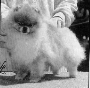 Cheyenne's Dapper Dan O'Dannylad