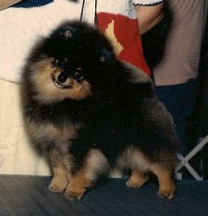 Southland's Janesa Berry TBY