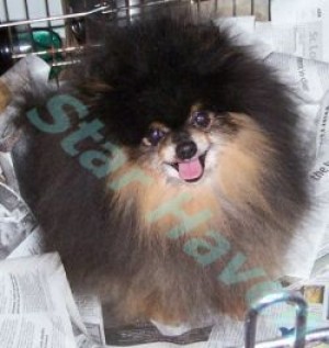 Star Haven Dark Moon Drifter