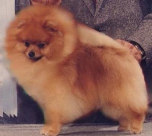 Debonne's Boxcar Willie