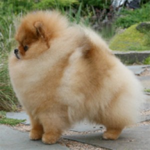 Chriscendo Call to Arms