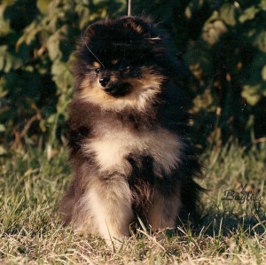 Southland's Tar-Baby's Image