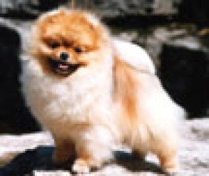 Foxworth Frontier Spirit