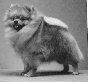 Bev-Nor's Toastmaster