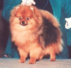 Merrymont Fly By Nite