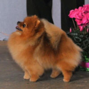 Mountain Crest U Don't Own Me