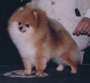 Pominique Talking Waters