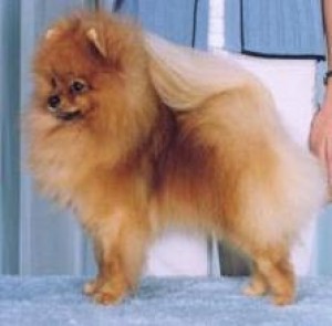 Pinecrest's Ostentatious