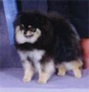 CandleBrite's Dirt Water Fox