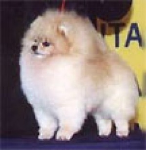 Pak Dome's Everytime