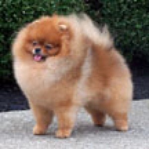 Starlight's Dream Come True