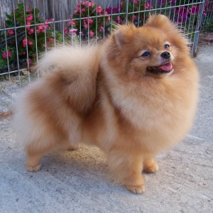 Sunterra Sweet Surrender