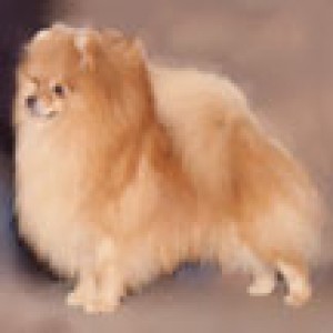 Bavanew's Lady Medugorje