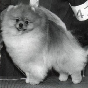 Ralston-Pufpride Dreamer