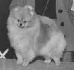 Pufpride Mz Cloud Knigne