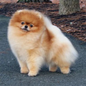 Silhouette's Speakeasy