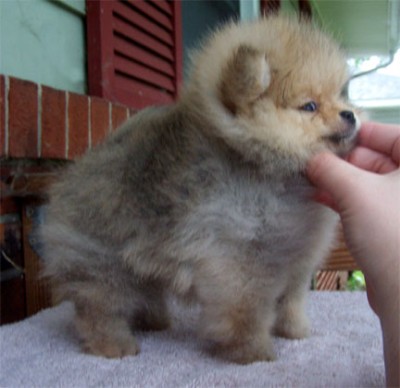 Bree at 9 wks old