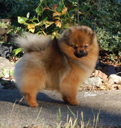 Cole at 10mos, just coming back into coat