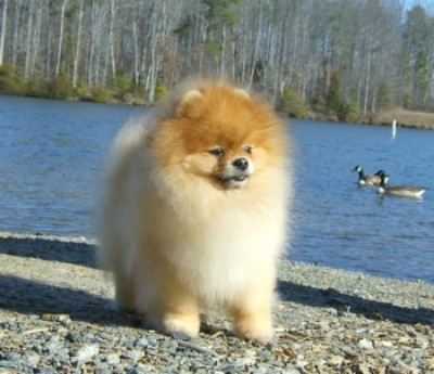 Chad at 4 1/2 years old, taken by his co owner Jennifer Munn