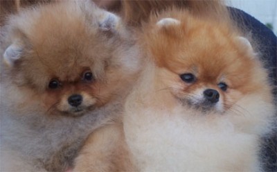 Chad with his (group placing) son (Ch.) Razzle Dazzle Straight from the Heart as a puppy